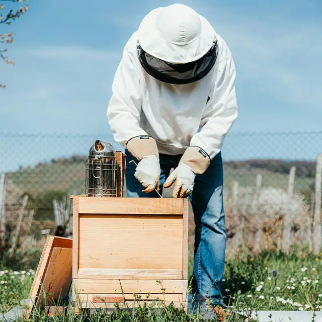 beekeeper opening a beebox